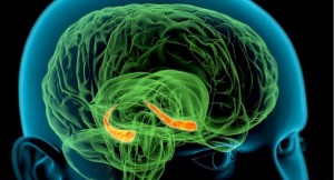 Hippocampus in brain